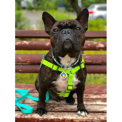 Шлея для собак водостойкая WAUDOG Waterproof с металлическим фастексом "Салатовая"