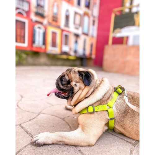 Шлея для собак водостойкая WAUDOG Waterproof с металлическим фастексом "Салатовая"