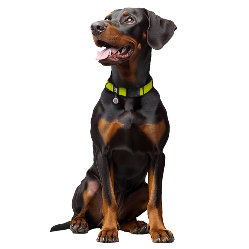 Ошейник для собак WAUDOG Magnet водостойкий, магнитная пряжка-фастекс, лимонный