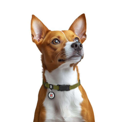 Ошейник WAUDOG Magnet хаки – водостойкий с магнитной застёжкой