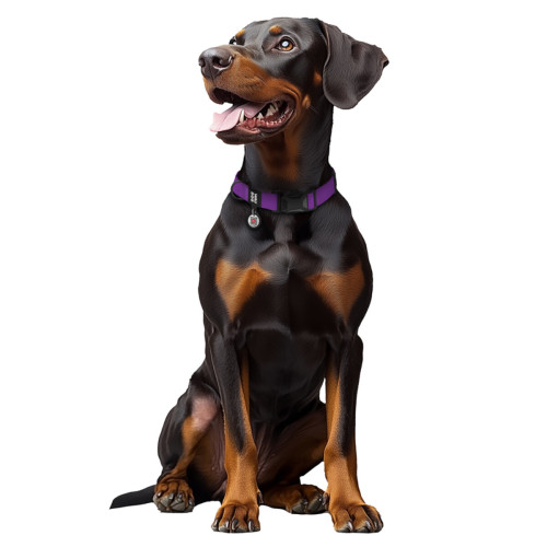 Ошейник WAUDOG Magnet фиолетовый – водостойкий с магнитной застёжкой