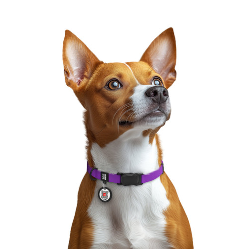 Ошейник WAUDOG Magnet фиолетовый – водостойкий с магнитной застёжкой