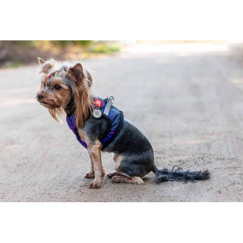 Мягкая шлея для собак WAUDOG Clothes рисунок "NASA21" с QR паспортом