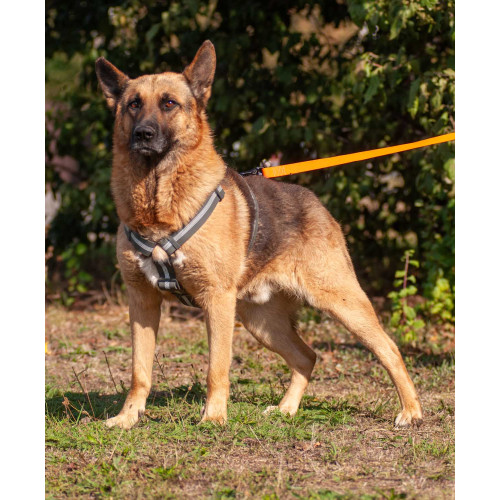 Шлея для собак Н-образная светоотражающая WAUDOG Waterproof цвет "Серый"