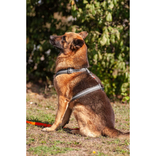 Шлея для собак Н-образная светоотражающая WAUDOG Waterproof цвет "Серый"