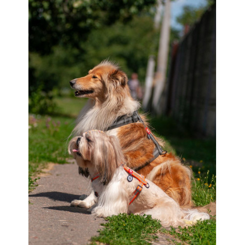 Шлея для собак Н-образная светоотражающая WAUDOG Waterproof цвет "Серый"