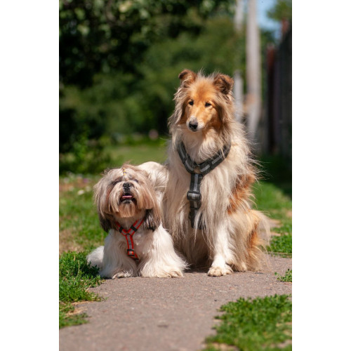 Шлея для собак Н-образная светоотражающая WAUDOG Waterproof цвет "Серый"