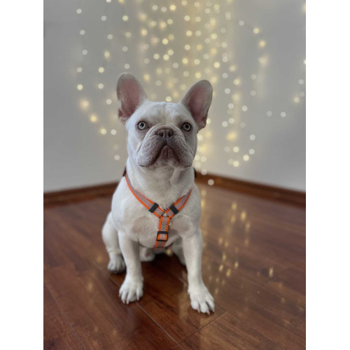 Шлея для собак Н-образная светоотражающая WAUDOG Waterproof цвет "Оранжевый"