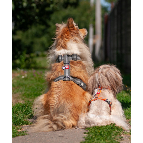 Шлея для собак Н-образная светоотражающая WAUDOG Waterproof цвет "Оранжевый"
