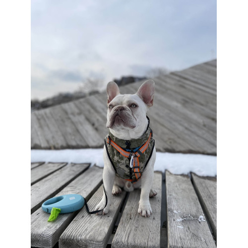 Шлея для собак Н-образная светоотражающая WAUDOG Waterproof цвет "Оранжевый"