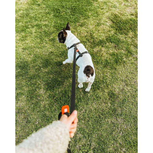 Шлея для собак Н-образная водостойкая WAUDOG Waterproof цвет "Черный"