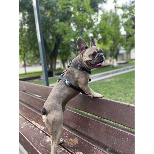 Шлея для собак Н-образная водостойкая WAUDOG Waterproof цвет "Черный"