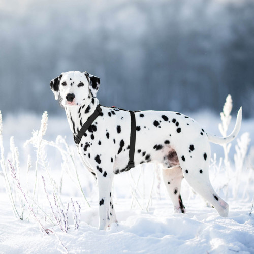 Шлея для собак Н-образная водостойкая WAUDOG Waterproof цвет "Черный"