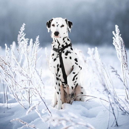 Шлея для собак Н-образная водостойкая WAUDOG Waterproof цвет "Черный"