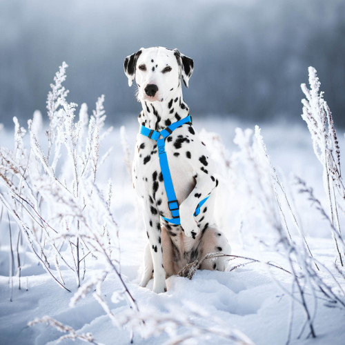 Шлея для собак Н-образная водостойкая WAUDOG Waterproof цвет "Голубой"