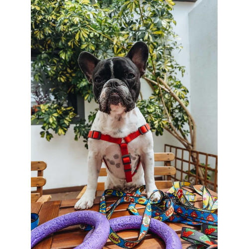 Шлея для собак Н-образная водостойкая WAUDOG Waterproof цвет "Красный"