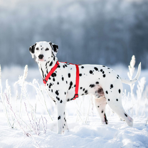 Шлея для собак Н-образная водостойкая WAUDOG Waterproof цвет "Красный"
