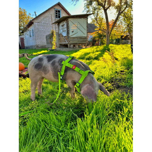 Шлея для собак Н-образная водостойкая WAUDOG Waterproof цвет "Салатовый"