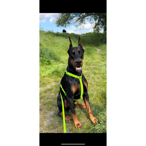 Шлея для собак Н-образная водостойкая WAUDOG Waterproof цвет "Салатовый"