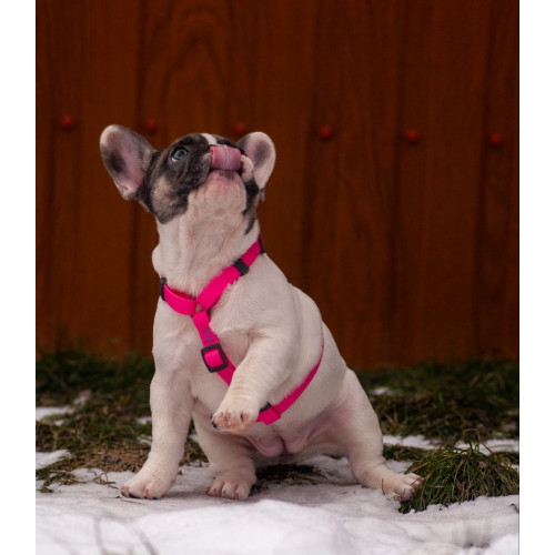 Шлея для собак Н-образная водостойкая WAUDOG Waterproof цвет "Розовый"