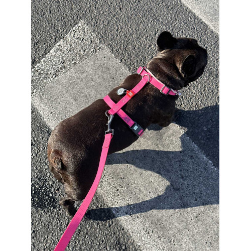 Шлея для собак Н-образная водостойкая WAUDOG Waterproof цвет "Розовый"