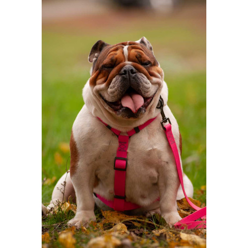 Шлея для собак Н-образная водостойкая WAUDOG Waterproof цвет "Розовый"