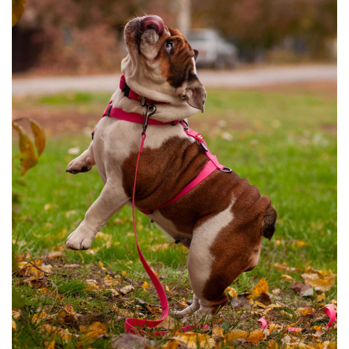 Шлея для собак Н-образная водостойкая WAUDOG Waterproof цвет "Розовый"