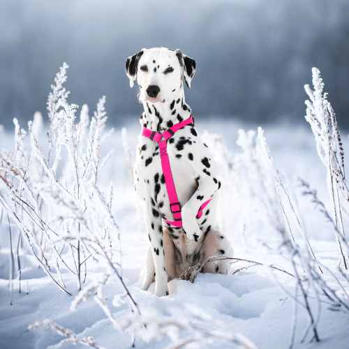 Шлея для собак Н-образная водостойкая WAUDOG Waterproof цвет "Розовый"