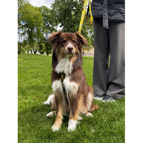 Шлея для собак светоотражающая анатомическая WAUDOG Nylon "Бэтмен Эскиз" с QR-паспортом