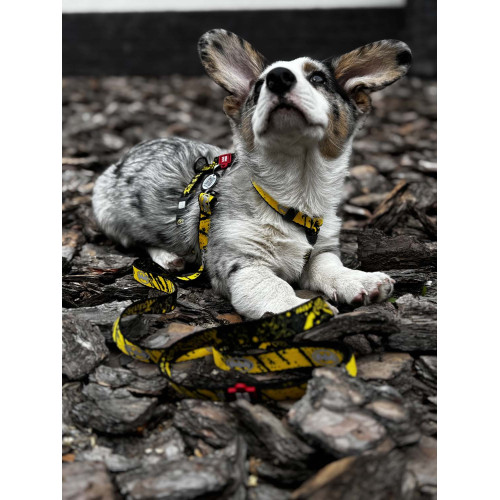 Шлея для собак светоотражающая анатомическая WAUDOG Nylon "Бэтмен Эскиз" с QR-паспортом