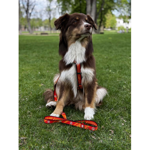 Шлея для собак світловідбивна анатомічна WAUDOG Nylon "Флеш Лого" з QR-паспортом