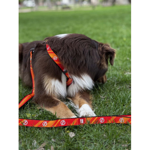 Шлея для собак світловідбивна анатомічна WAUDOG Nylon "Флеш Лого" з QR-паспортом