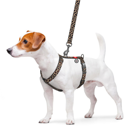 Шлея анатомическая WAUDOG Nylon Леопард с двумя фастексами и QR паспортом