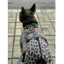 Дощовик-вітровка для собак WAUDOG Clothes Леопард