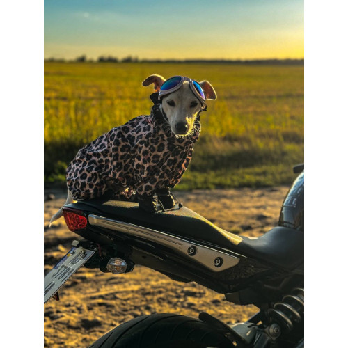 Дощовик-вітровка для собак WAUDOG Clothes Леопард