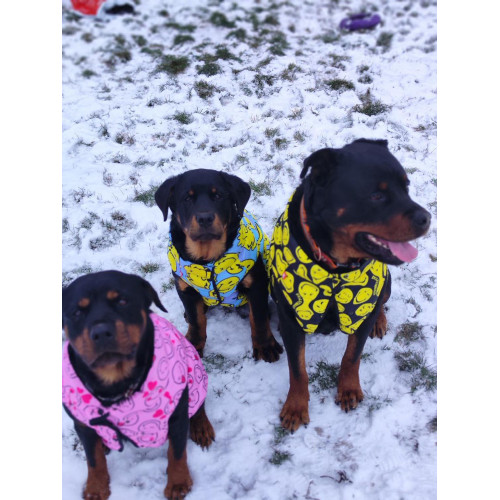 Курточка для собак WAUDOG Clothes рисунок «Смайлы на голубом»