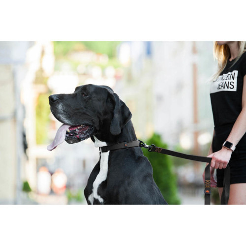 Ошейник для собак EVOLUTOR чёрного цвета, регулируемый универсальный размер 