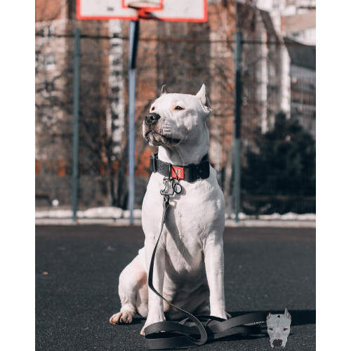 Ошейник для собак EVOLUTOR чёрного цвета, регулируемый универсальный размер 