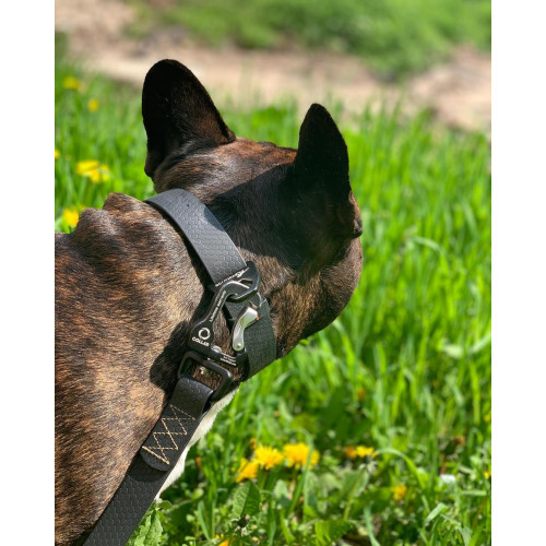 Ошейник для собак EVOLUTOR чёрного цвета, регулируемый универсальный размер 