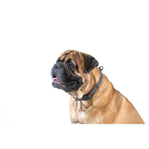 Ошейник для собак EVOLUTOR чёрного цвета, регулируемый универсальный размер 