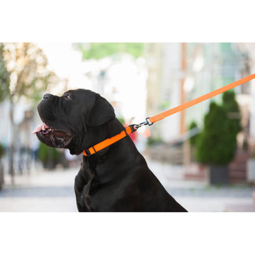 Нашийник для собак EVOLUTOR помаранчевого кольору, регульований універсальний розмір