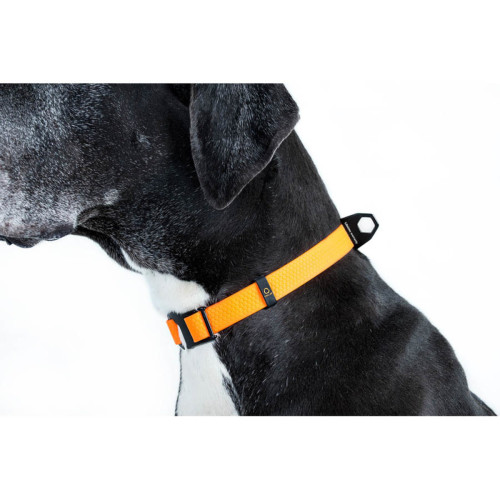 Нашийник для собак EVOLUTOR помаранчевого кольору, регульований універсальний розмір