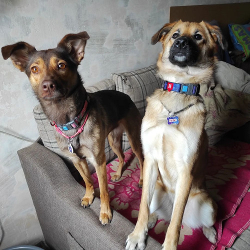 Ошейник для собак нейлоновый WAUDOG Nylon c QR-паспортом, рисунок "NASA21", пластиковый фастекс