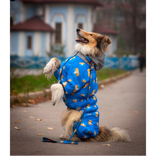 Нашийник для собак нейлоновий WAUDOG Nylon з QR-паспортом, малюнок "Прапор", пластиковий фастекс