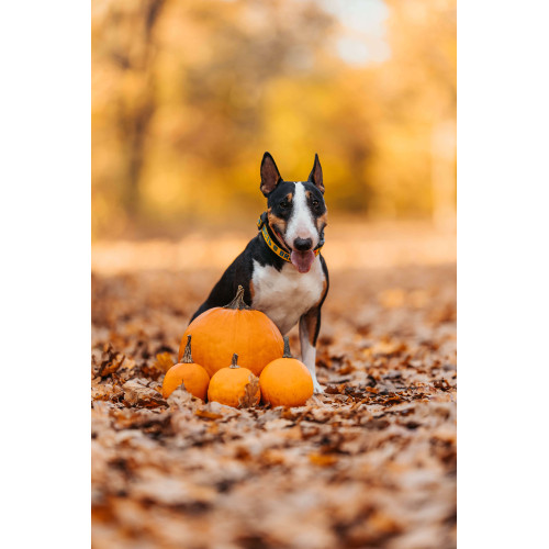 Нашийник для собак нейлоновий WAUDOG Nylon з QR-паспортом, малюнок "Сміливість", пластиковий фастекс