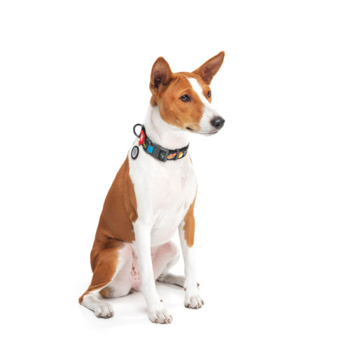 Ошейник для собак нейлоновый WAUDOG Nylon c QR-паспортом, рисунок "Рик и Морти 3", пластиковый фастекс