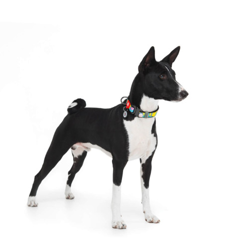 Нашийник для собак нейлоновий WAUDOG Nylon c QR паспортом, малюнок "Рік и Морті 1", металевий фастекс