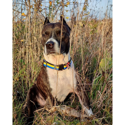 Ошейник для собак нейлоновый WAUDOG Nylon c QR паспортом, рисунок "Colors of freedom", металлический фастекс