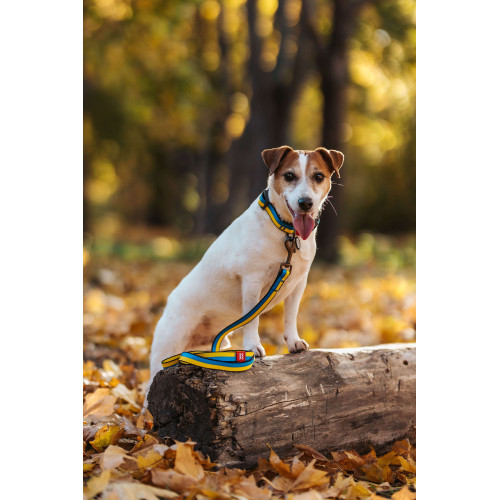 Ошейник для собак нейлоновый WAUDOG Nylon c QR паспортом, рисунок "Colors of freedom", металлический фастекс