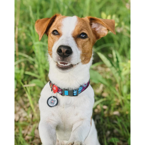 Нашийник для собак нейлоновий WAUDOG Nylon з QR-паспортом, малюнок "Літо", пластиковий фастекс